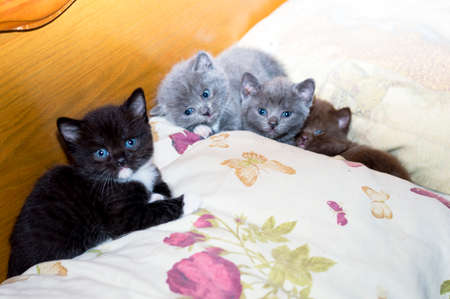 Scottish four kittens on the bed, the theme of domestic cats and kittensの写真素材