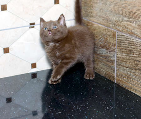 Beautiful cinnamon-colored Scottish kitten on the countertop, the theme of cats domestic and kittensの写真素材