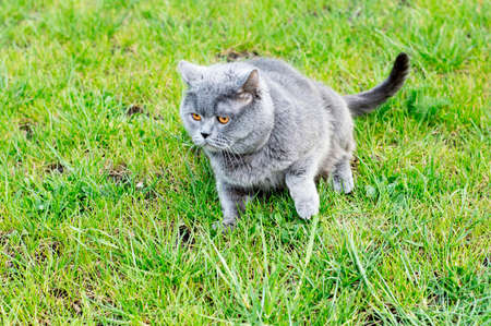 British cat on the green grass, the theme of domestic catsの写真素材