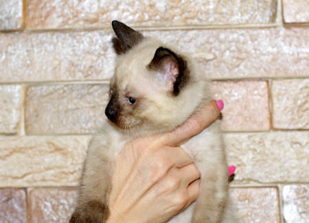 Thai kitten in hand, pet kittens themeの写真素材