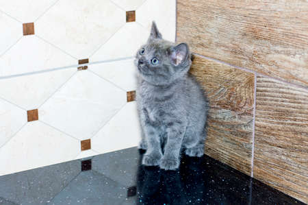 scottish - British kitten on the kitchen countertop, the theme of domestic cats and kittensの写真素材