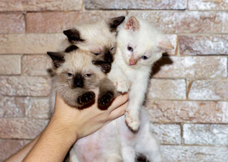 Three Thai kittens in hand, the theme of domestic kittensの写真素材