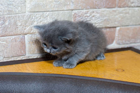 gray Scottish kitten on the kitchen corner, the theme of domestic cats and kittensの写真素材