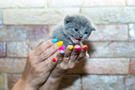 Scottish blue little kitten in the hands, theme of domestic cats and kittensの写真素材