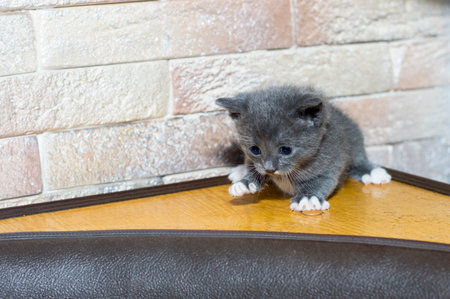 a small blue bicolor kitten on the kitchen corner, the theme of domestic cats and kittensの写真素材
