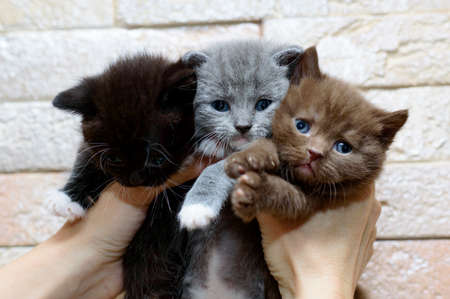 A bouquet of three Scottish kittens in the hands, the theme of domestic cats and kittensの写真素材