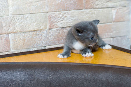 a small blue bicolor monthly kitten on the kitchen corner, the theme of domestic cats and kittensの写真素材
