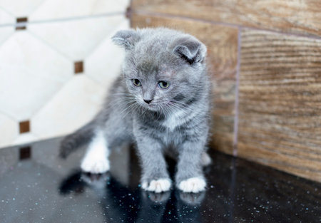 scottish kitten on the countertop theme domestic cats and kittensの写真素材