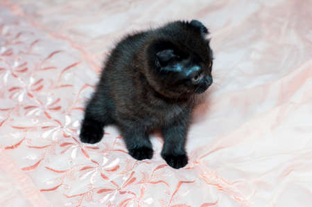 brown Scottish kitten on the bed, the theme of domestic cats and kittensの写真素材