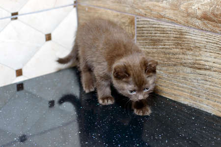 scottish kitten color cinnamon, on the countertop, theme domestic cats and kittensの写真素材