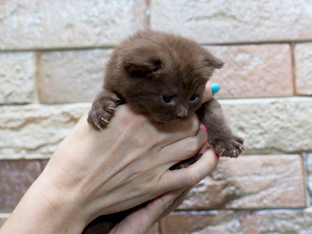 Scottish kitten cinnamon in the hands, the theme of domestic cats and kittensの写真素材