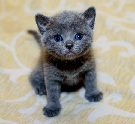 little blue Scottish kitten on the bed, the theme of domestic cats and kittensの写真素材