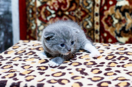 Little Scottish kitten 4 weeks, theme domestic cats and kittensの写真素材