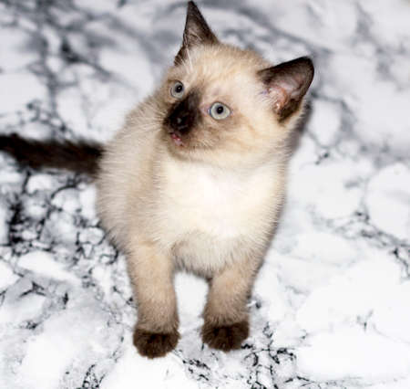 Thai kitten on marble, pet kittens themeの写真素材