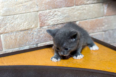 blue bicolor monthly kitten on the kitchen corner, theme domestic cats and kittensの写真素材