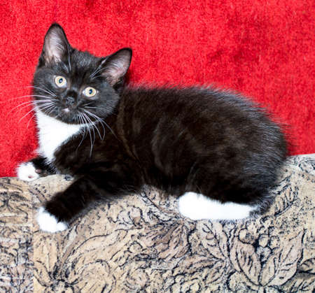 black and white bicolor kitten on the sofa, on the carpet background, theme cats domestic and kittensの写真素材