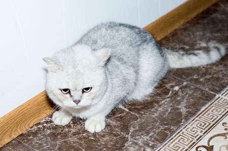 Silver shaded chinchilla, theme domestic cats and kittensの写真素材