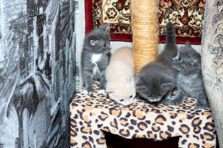 four 5 weeks old kitten on a scratching post, on a carpet background, the theme of domestic cats and kittensの写真素材