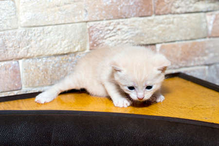 white kitten at the brick wall of the kitchen corner, the theme of domestic cats and kittensの写真素材