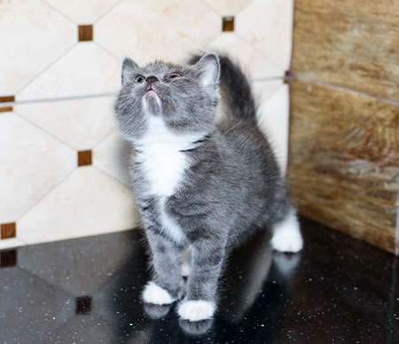 Blue bicolor Scottish kitten on the countertop, theme domestic cats and kittensの写真素材