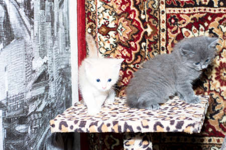 white and gray kittens on a scratching post, on a carpet background, the theme of domestic cats and kittensの写真素材
