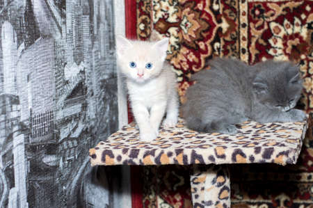 two kittens on a scratching post, the theme of domestic cats and kittensの写真素材