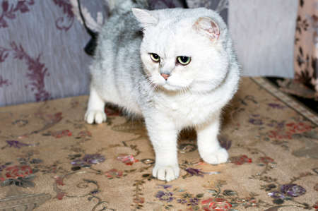 Scottish silver chinchilla on the table, the theme of domestic catsの写真素材