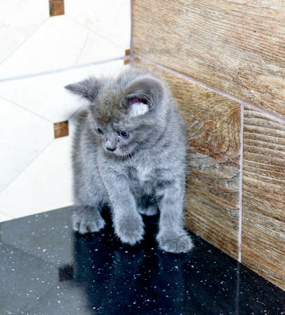 Blue Scottish kitten on the kitchen countertop, the theme of domestic cats and kittensの写真素材