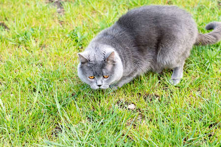 Blue Scottish stands on a green meadow, the theme of domestic catsの写真素材