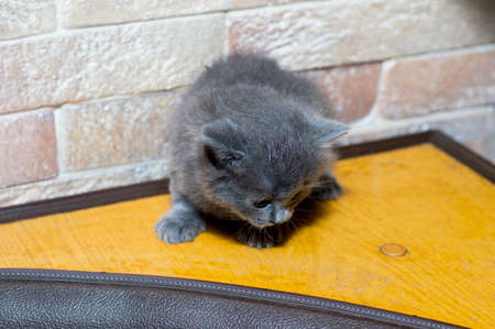 scottish kitten on the kitchen corner, the theme of domestic cats and kittensの写真素材