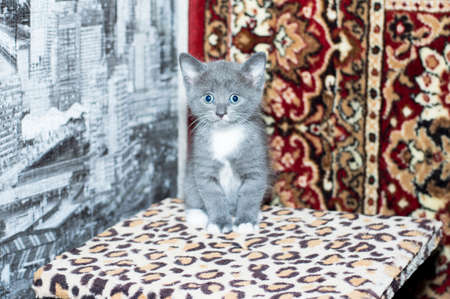 a domestic mongrel bicolor kitten on a scratching post, on a carpet background, the theme of domestic cats and kittensの写真素材