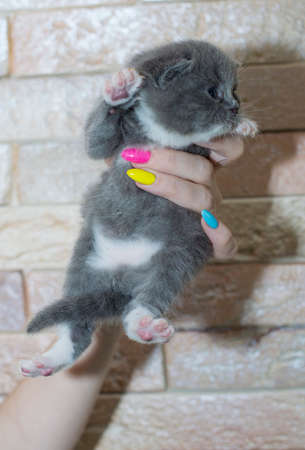 Scottish blue bicolor kitten in hands, kitten on a brick wall background, kittens themeの写真素材