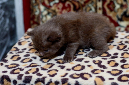 Little Scottish kitten 4 weeks of color cinnamon, theme domestic cats and kittensの写真素材