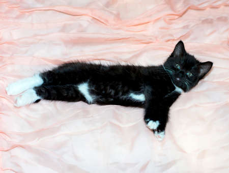 portrait of a black and white Scottish kitten on a bed, theme domestic cats and kittensの写真素材