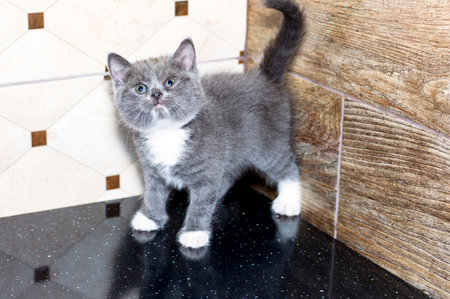 Beautiful Bicolor Scottish kitten on the countertop, the theme of domestic cats and kittensの写真素材