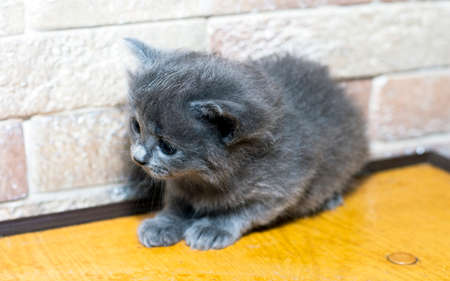 blue little Scottish kitten on the kitchen corner, the theme of domestic cats and kittensの写真素材