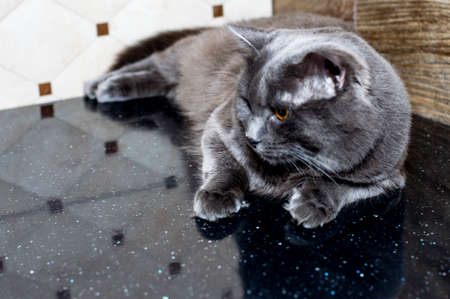 A big gray cat on a black countertop, the theme of domestic cats and kittensの写真素材
