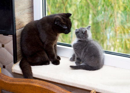 Scottish cat with a kitten on the windowsill, a kitten in the kitchen, a pet kitten, a theme of domestic cats and kittensの写真素材