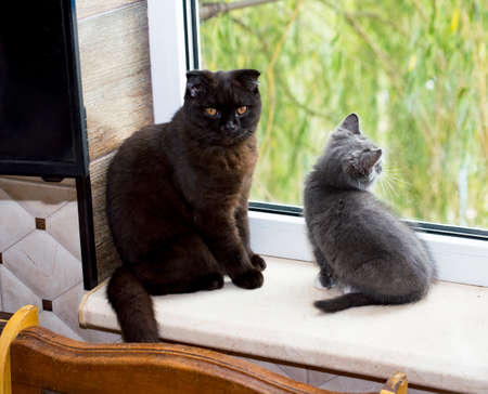 scottish brown cat with kitten by the window, kitten in the kitchen, pet kitten, theme pet cats and...