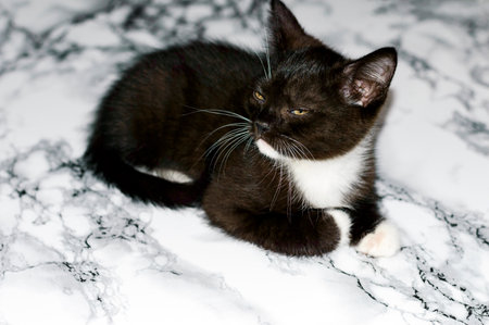 Scottish black and white kitten lies on a marble table, a kitten in the kitchen, a domestic kitten, a theme of domestic cats and kittensの写真素材