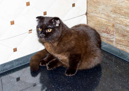 scottish brown cat in the kitchen, kitten in the kitchen, pet kitten, pet cats and kittens themeの写真素材