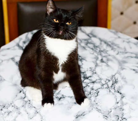 Scottish bicolor cat on a marble table, kitten in the kitchen, domestic kitten, theme domestic cats and kittensの写真素材
