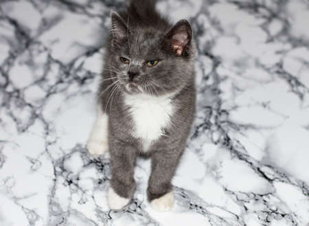 Scottish bicolor kitten on a marble table, kitten in the kitchen, pet kitten, theme pet cats and kittensの写真素材