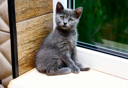 Scottish gray kitten on the windowsill by the window, kitten in the kitchen, domestic kitten, theme domestic cats and kittensの写真素材
