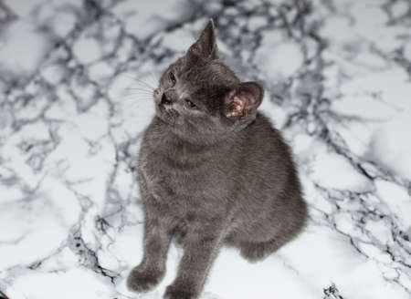 Scottish blue kitten on the marble table, kitten in the kitchen, pet kitten, theme pet cats and kittensの写真素材