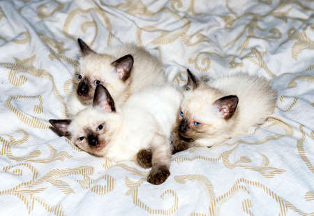 three Thai kittens on the bed, a pet kitten, a theme of domestic cats and kittensの写真素材