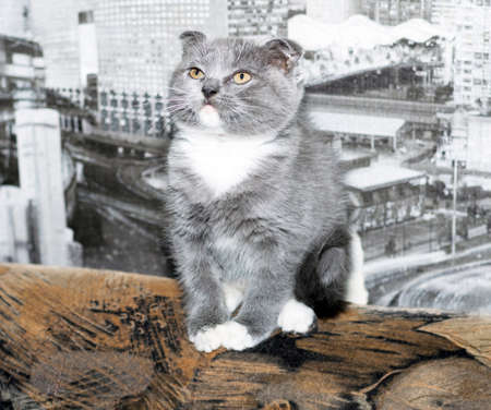large Scottish bicolor kitten on the sofa, pet kitten, theme pet cats and kittensの写真素材