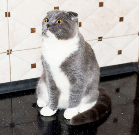 Scottish fold cat color blue bicolor on the countertop, domestic kitten, theme domestic cats and kittens, kittens in the kitchenの写真素材