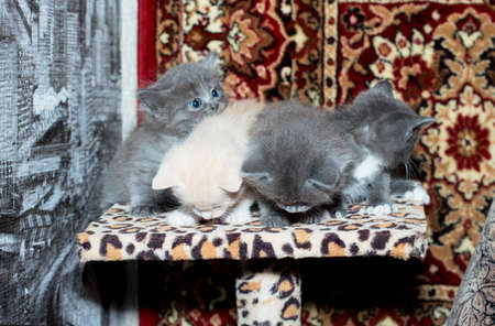 four small 5 weeks old kittens on a scratching post, on a carpet background, the theme of domestic cats and kittensの写真素材