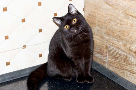 brown beautiful british cat by the wall, pet kitten, theme pet cats and kittens, kittens in the kitchenの写真素材